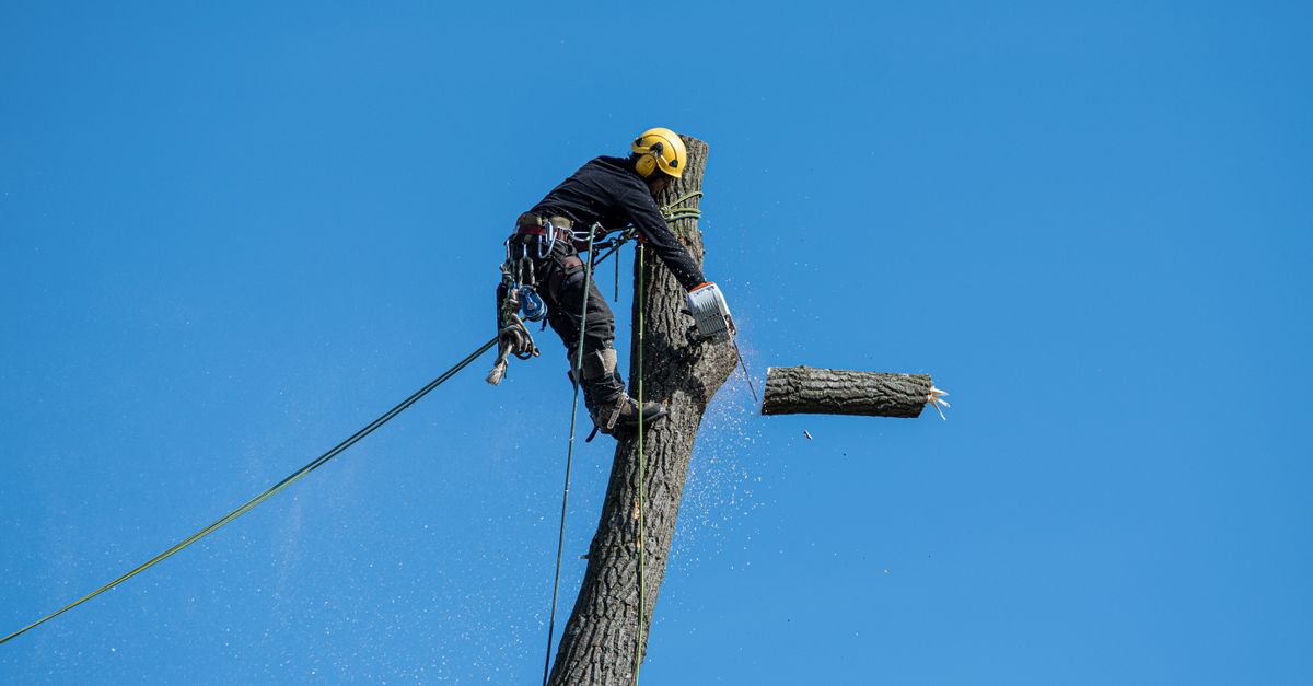 Tree Service Marketing: How to Get More Removal and Trimming Jobs